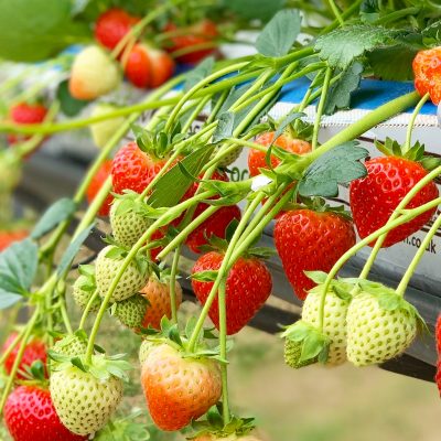 Growbag 2